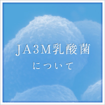 JA3M乳酸菌について